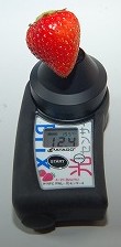 L大のイチゴの糖度