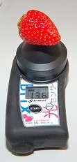 L大のイチゴの糖度