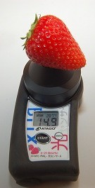 2L大のイチゴの糖度