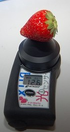L大のイチゴの糖度