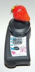 L大のイチゴの糖度