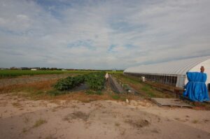 イチゴハウス横のオクラ畑