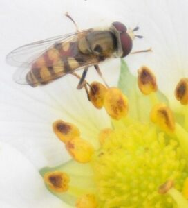 ヒラタアブの拡大画像