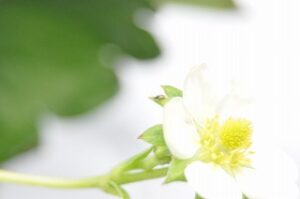 ヒメハナカメムシ