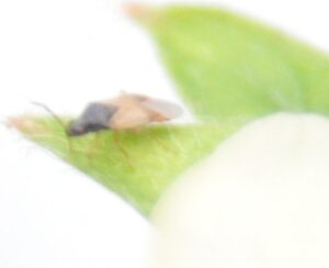 ヒメハナカメムシ