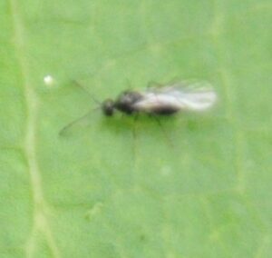 コレマンアブラバチ