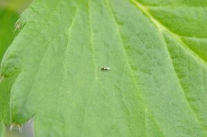 コレマンアブラバチ