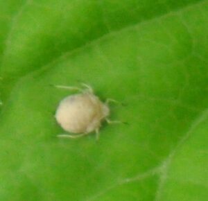 アブラムシのマミー