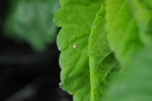 アブラムシのマミー