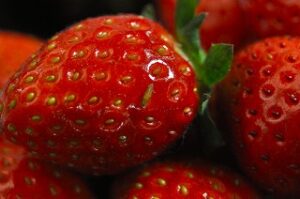 ヒラタアブの幼虫