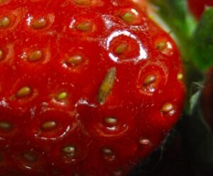 ヒラタアブの幼虫の拡大画像