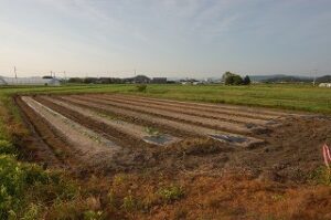 あやめのオクラ畑