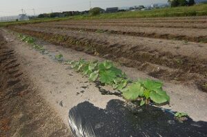 かわいいオクラ