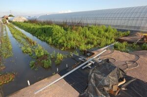 大雨被害の畑