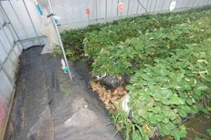 水没したイチゴ畑