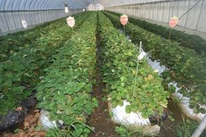 水没したイチゴ畑