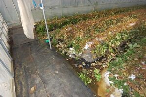 水没したイチゴ畑