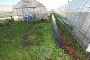 育苗ハウスも水浸し