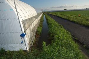 育苗ハウスも水浸し