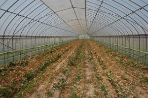 カニ殻をまいた畑