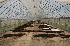 ハウスに広げられたバークたい肥