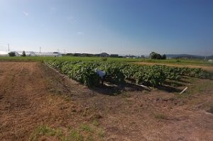 7月23日のオクラ畑