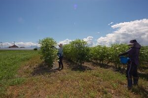 8月21日のオクラ畑