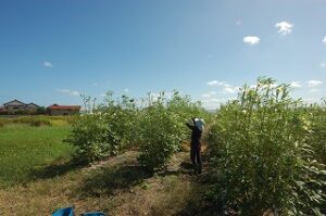 10月9日のオクラ畑